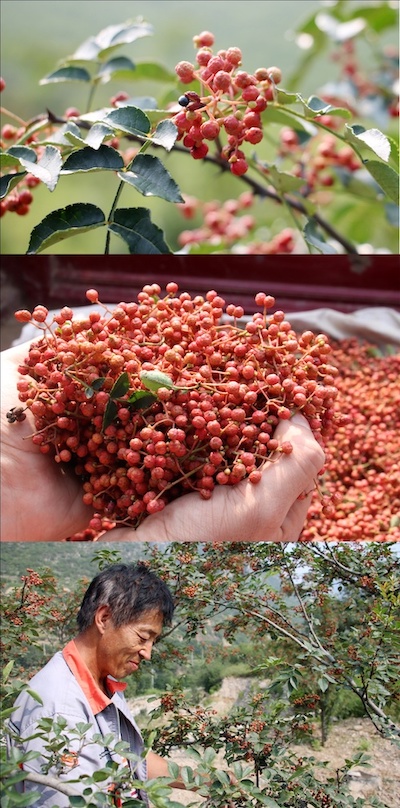 花椒看平顺.jpg